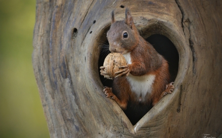 Squirrel - nut, animal, heart, wood, cute, tree, squirrel, veverita