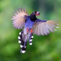 Taiwan Blue Magpie