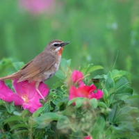 BIRD ON FLOWERS