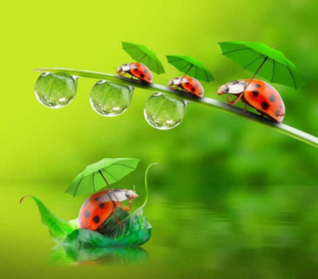 Funny little ladybugs playing with umbrella - green, umbrellas, ladybugs, drops