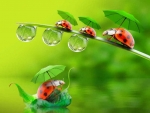 Funny little ladybugs playing with umbrella