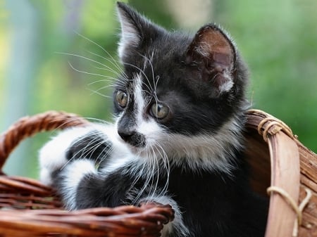 KITTEN IN A BASKET