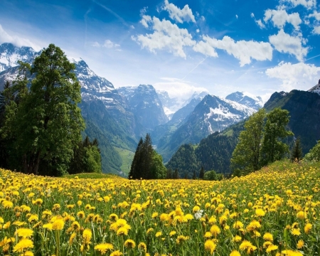 Harmony - field, flower, nature, sky