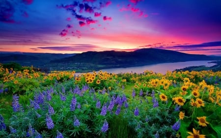 Sunset - field, sunset, nature, sky