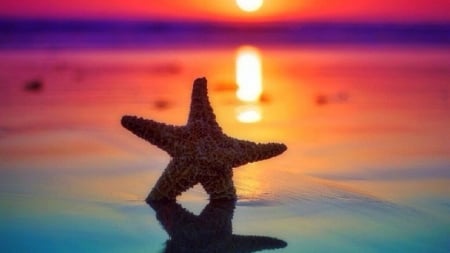 dancewith the sun - starfish, sunrise, dance, beach