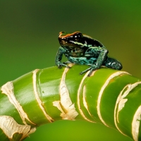 FROG ON BRANCH