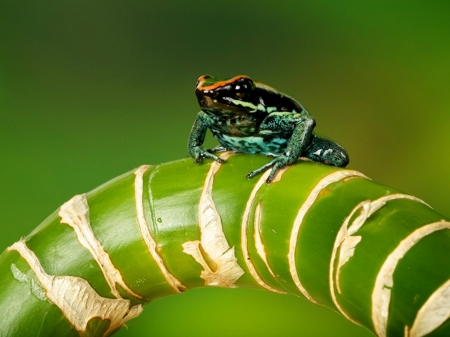 FROG ON BRANCH - frog, image, animal, branch