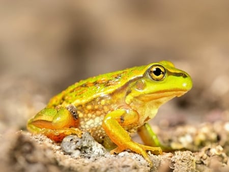 PRETTY FROG - ANIMAL, IMAGE, FROG, PRETTY