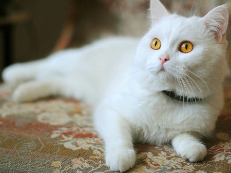 WHITE KITTY - cat, white, image, kitty