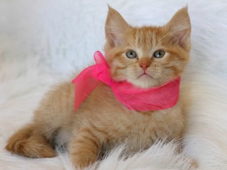 GINGER KITTY