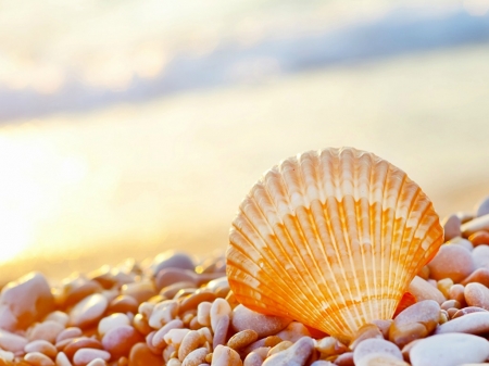 SHELL ON STONES - SHELL, STONES, IMAGE, NATURE