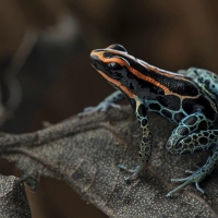 POISON FROG