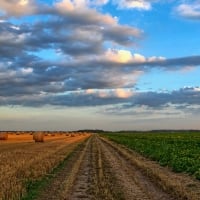 Late Summer Crops