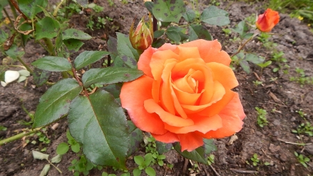 Orange Rose - buds, petals, plant, leaves, blossom, garden, flower