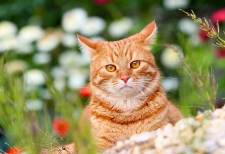 Curious Kitty - flowers, garden, cat, nature