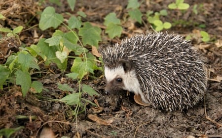 Hedgehog - animal, nature, hedgehog, leaves