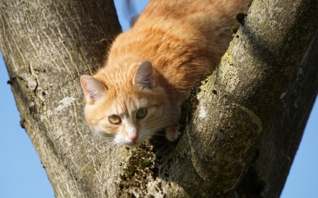 Cat on Tree - animal, nature, ginger, tree, cat