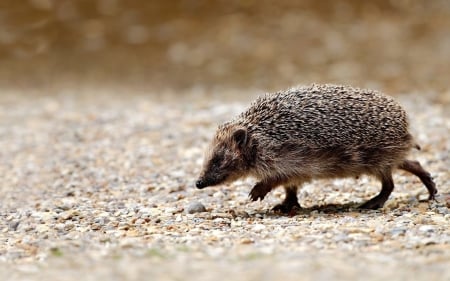 Hedgehog - hedgehog, brown, animal, nature