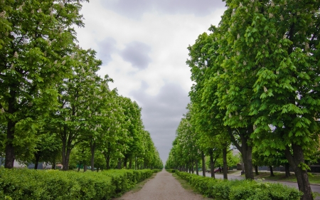 Chestnut Alley - trees, avenue, nature, alley, chestnuts