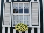 Window with Flowers