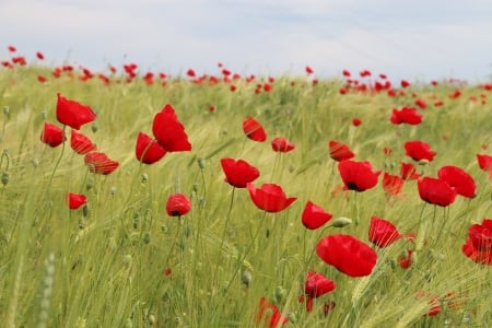 Beautiful poppies in a rye field