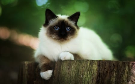 Kitten - bokeh, white, animal, kitten, paw, green, pisici, cat