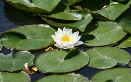 White Waterlily - white, leaves, flower, waterlily