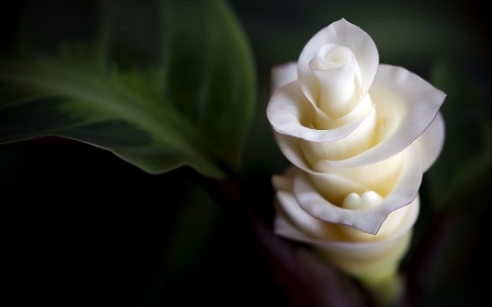 White Flower