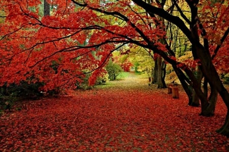 Autumn Park - nature, trees, colorful, park, garden