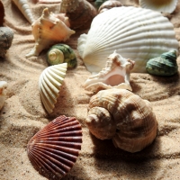 SeaShells