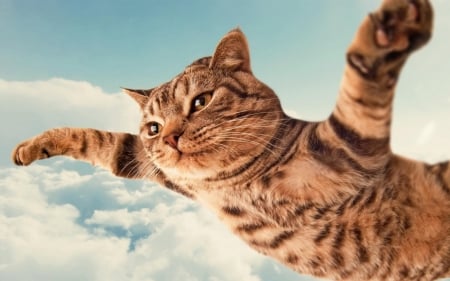 :-) - cloud, sky, funny, fantasy, flying, cat, paw, pisici