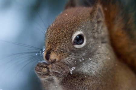 Squirrel - animal, paw, cute, squirrel, veverita