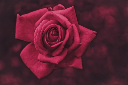 Rose - skin, trandafir, rose, flower