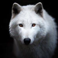 White wolf