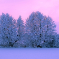 Twilight Clouds over Snowy Trees