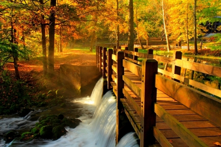 Autumn forest - trees, alley, river, park, bridge