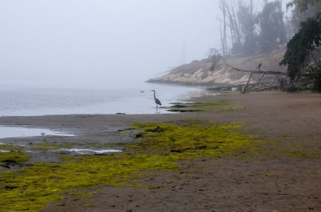 Blue Heron by the Lake - lakes, fog, nature, mist, birds