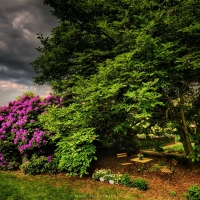 Home Garden on a Cloudy Day