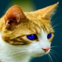 Orange Tabby With Blue Eyes