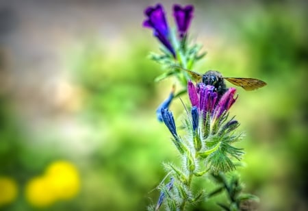 Feeding bee - flowers, bee, nature, macro