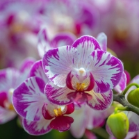 Orchids