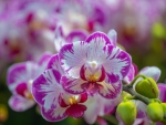 Orchids