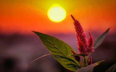 ♡ - flower, sunset, closeup, photography