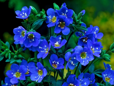 Flowers - flowers, photo, nature, blue