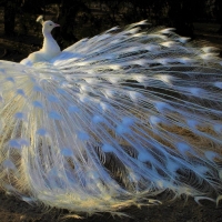 White Peacock