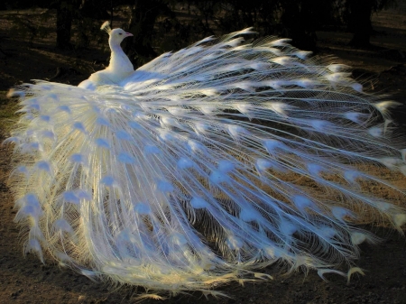 White Peacock - bird, animal, peacock, photo