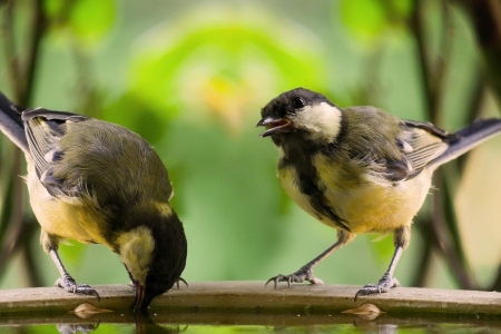 Birds - photo, animal, nature, birds