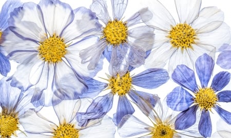 :-) - white, flower, yellow, texture, blue, daisy