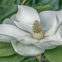 Magnolia