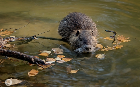 Beaver - animal, nature, water, beaver